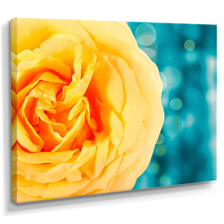 Rose Flower with Lit up Background
