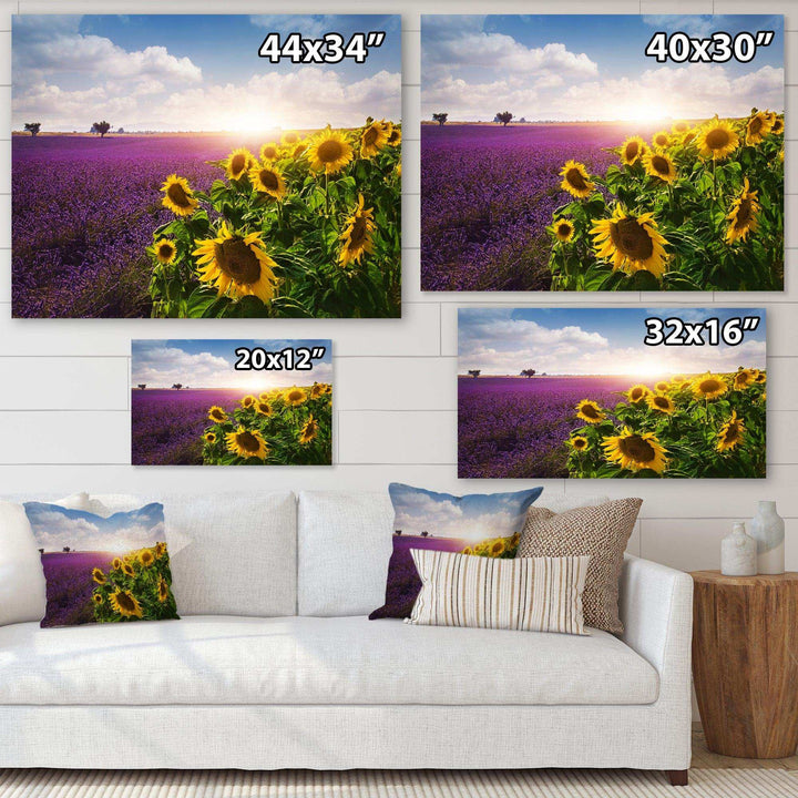 Lavender and Sunflower Fields