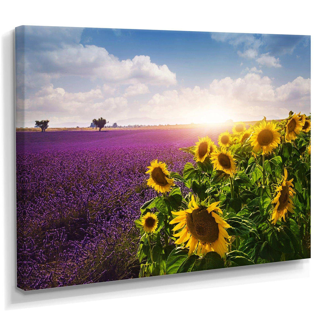 Lavender and Sunflower Fields