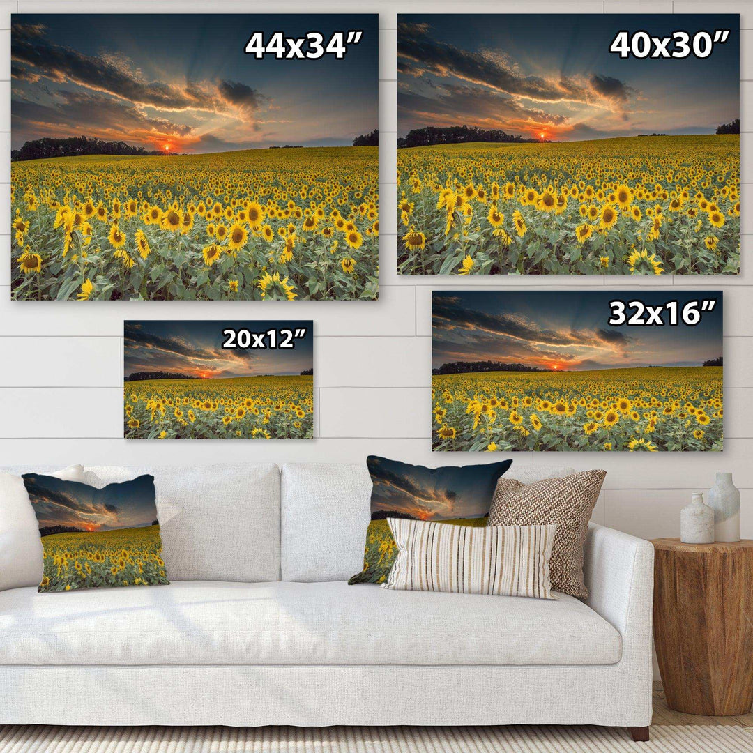 Sunflower Sunset with Cloudy Sky