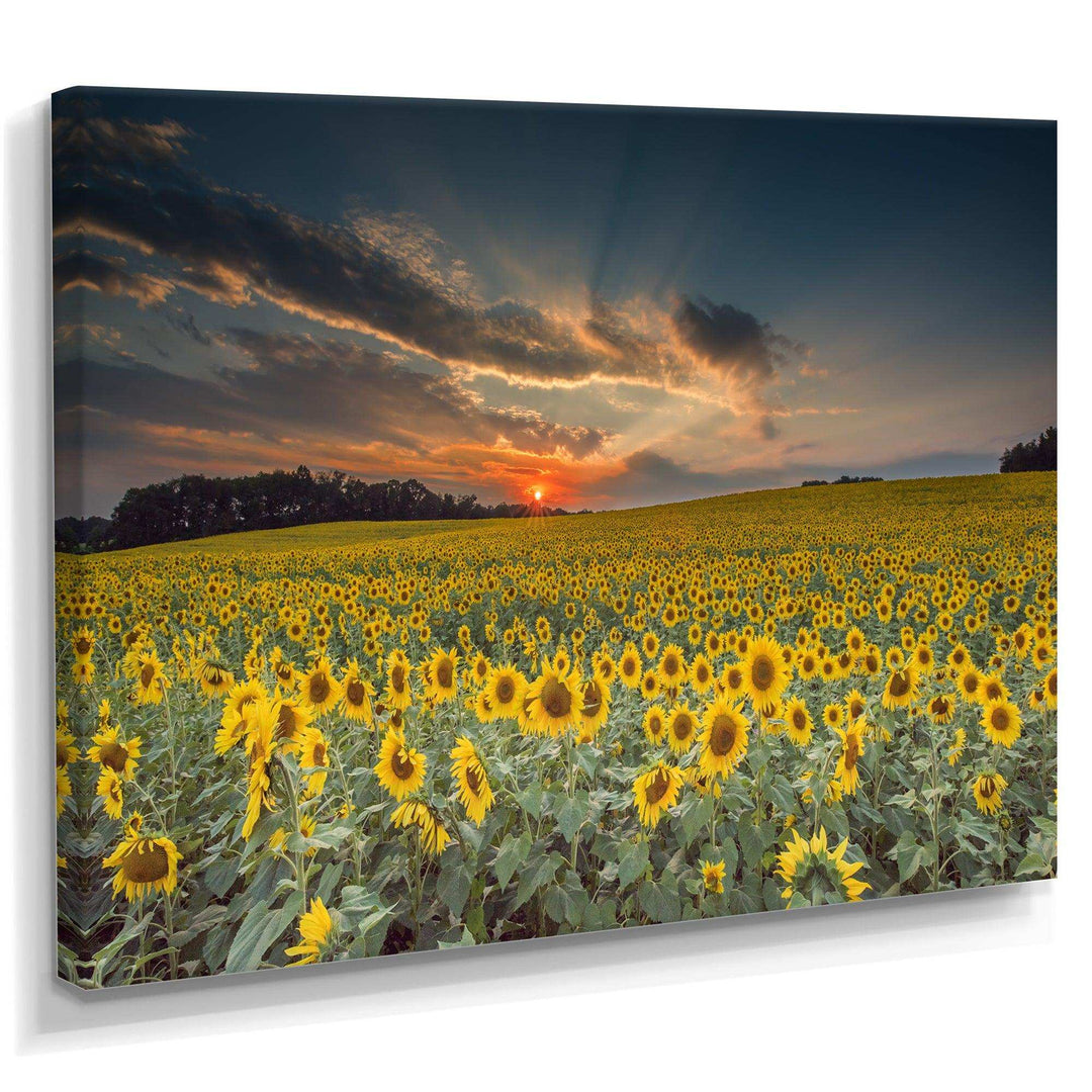 Sunflower Sunset with Cloudy Sky