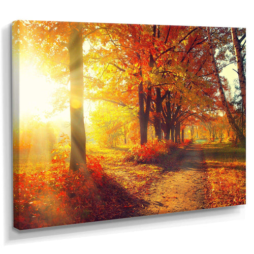 Autumnal Trees in Sunrays
