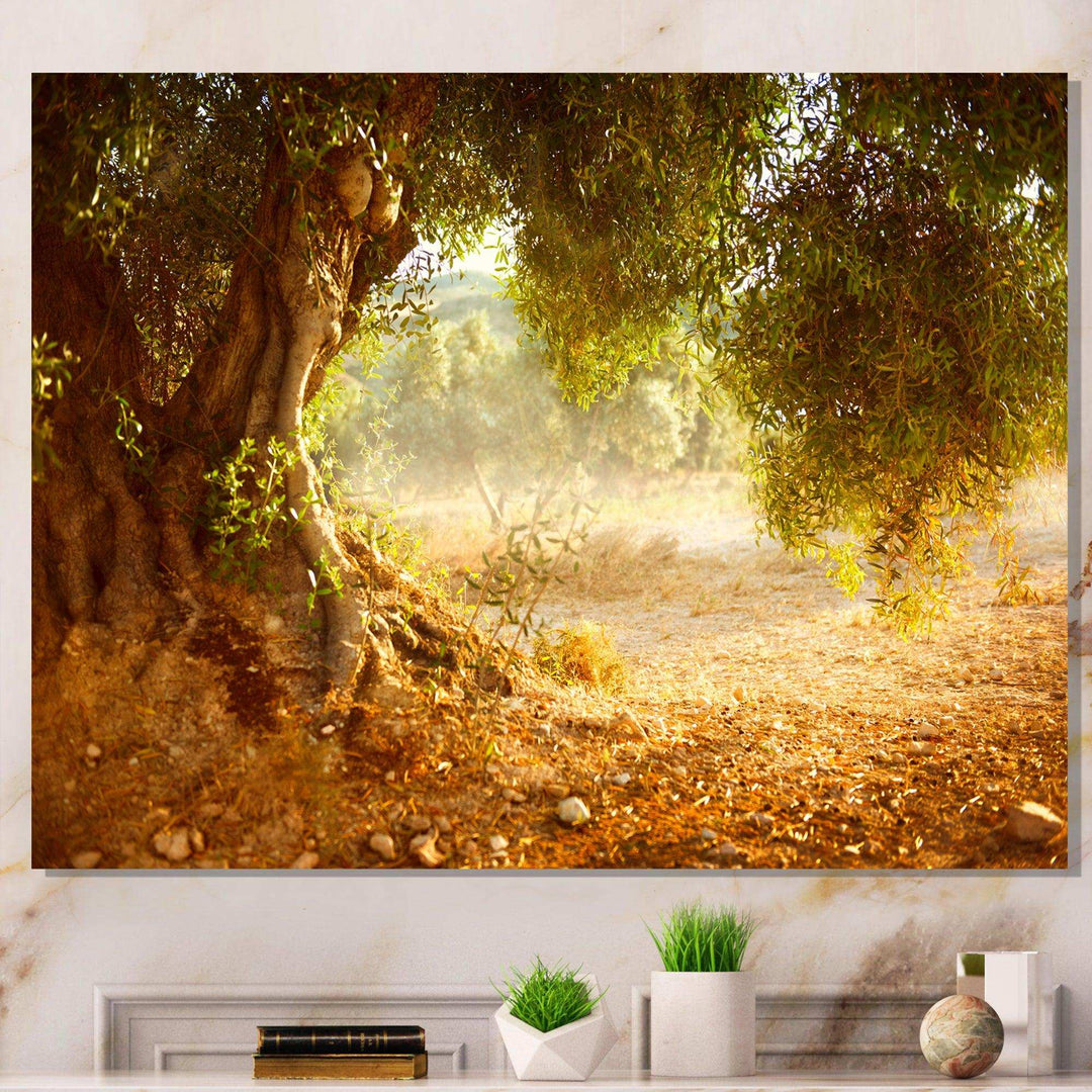 Beautiful Old Olive Tree