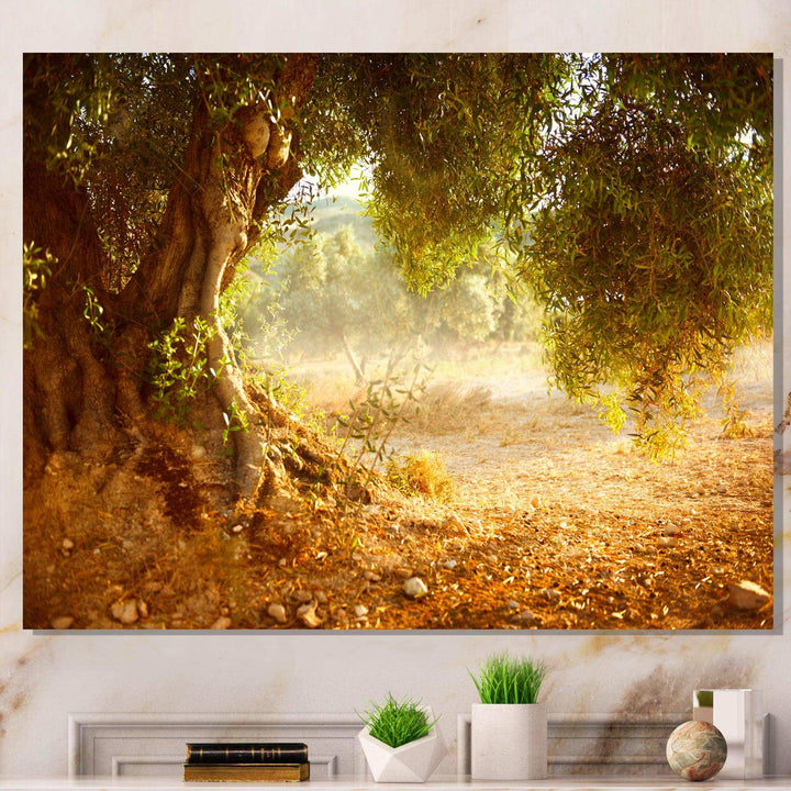 Beautiful Old Olive Tree