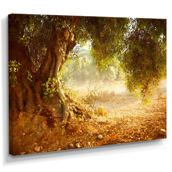 Beautiful Old Olive Tree