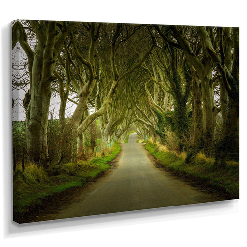 Dark Hedges Road through Old Trees