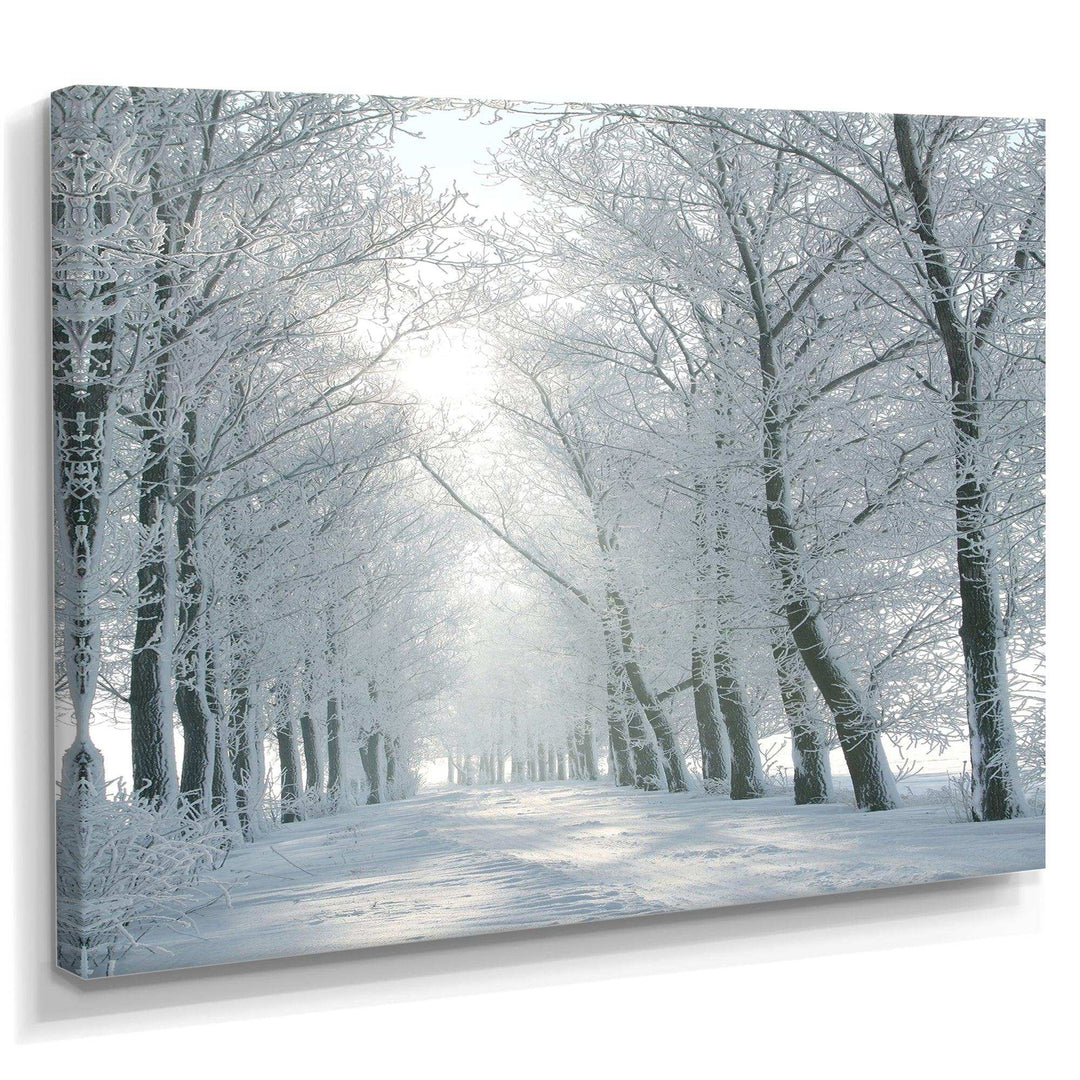 Winter Road Backlit my Morning Sun