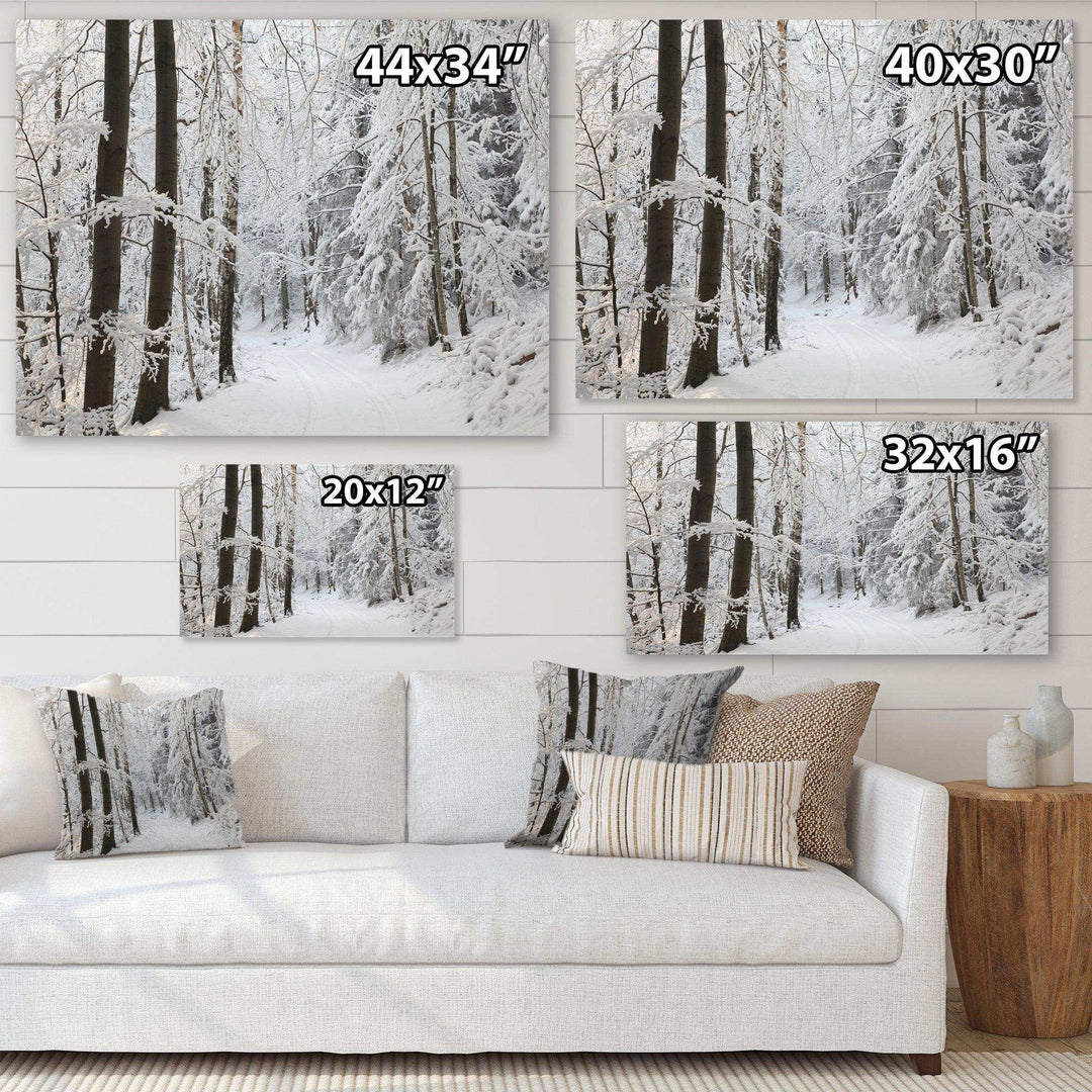 Dense Winter Forest and Lane
