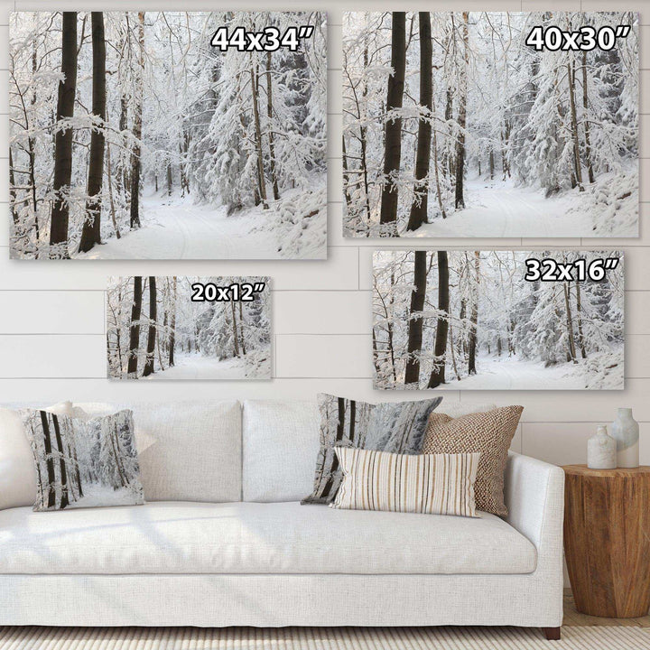 Dense Winter Forest and Lane