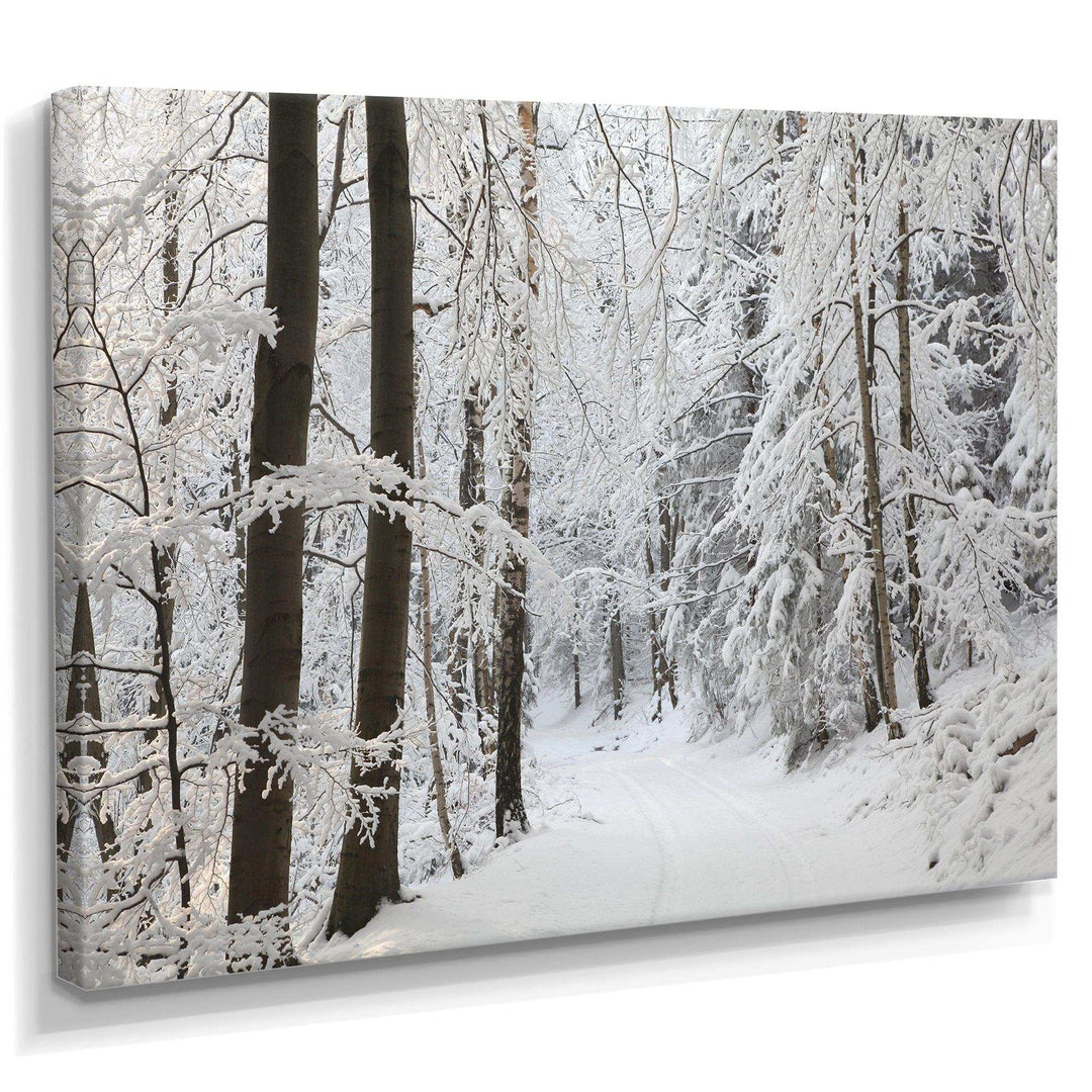 Dense Winter Forest and Lane