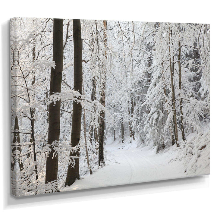 Dense Winter Forest and Lane