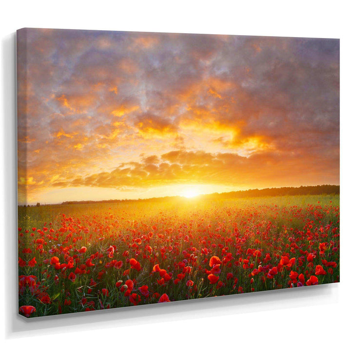 Poppy Field under Bright Sunset
