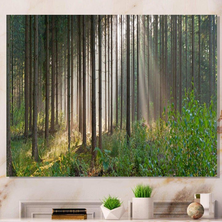 Green Forest in Mist Panorama
