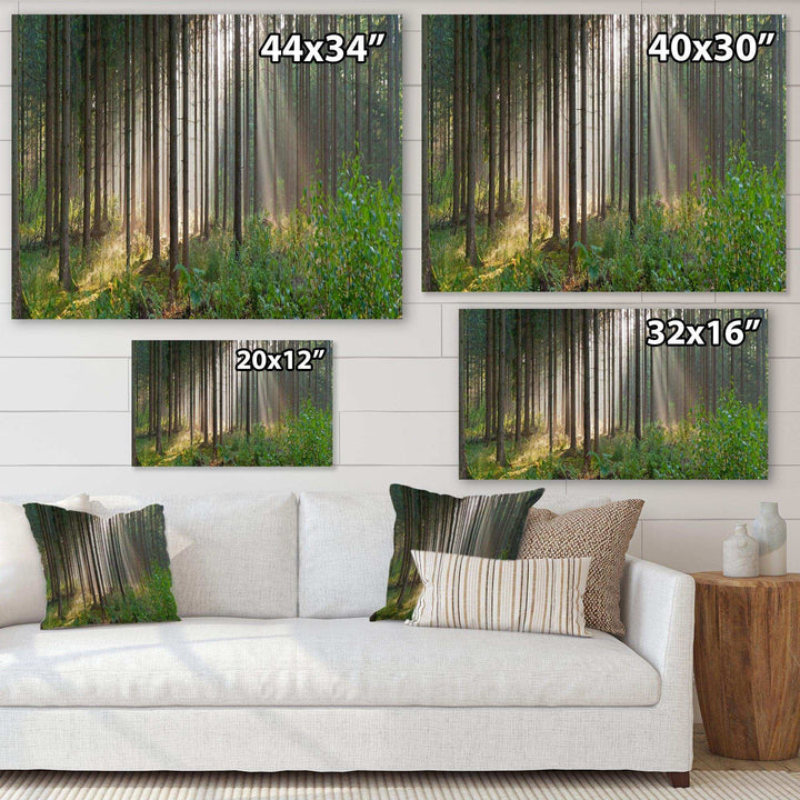Green Forest in Mist Panorama