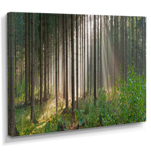 Green Forest in Mist Panorama