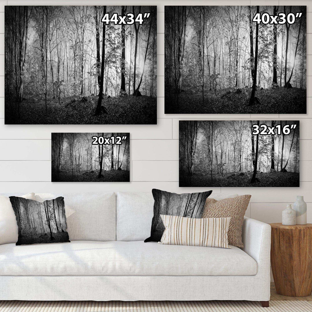 Beautiful Forest Morning Panorama