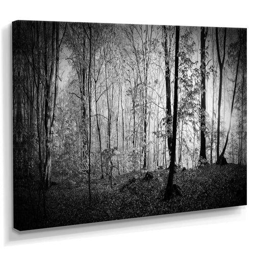 Beautiful Forest Morning Panorama