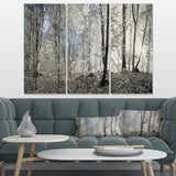 Dark Morning in Forest Panorama Multi-Panels