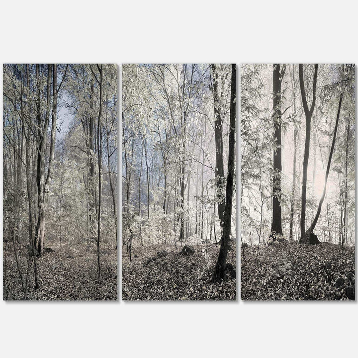 Dark Morning in Forest Panorama Multi-Panels