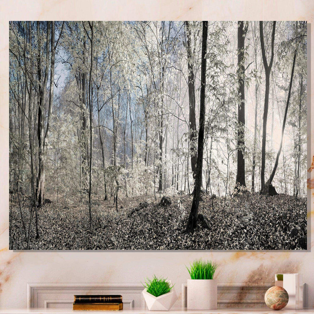 Dark Morning in Forest Panorama