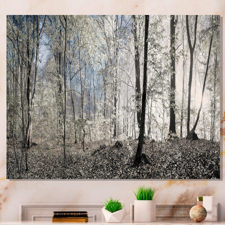 Dark Morning in Forest Panorama