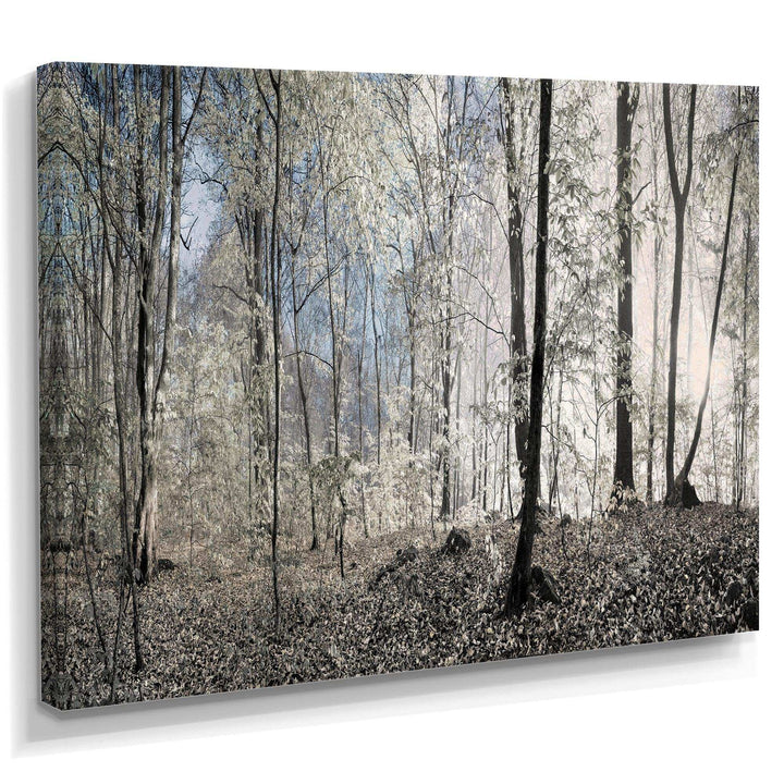 Dark Morning in Forest Panorama