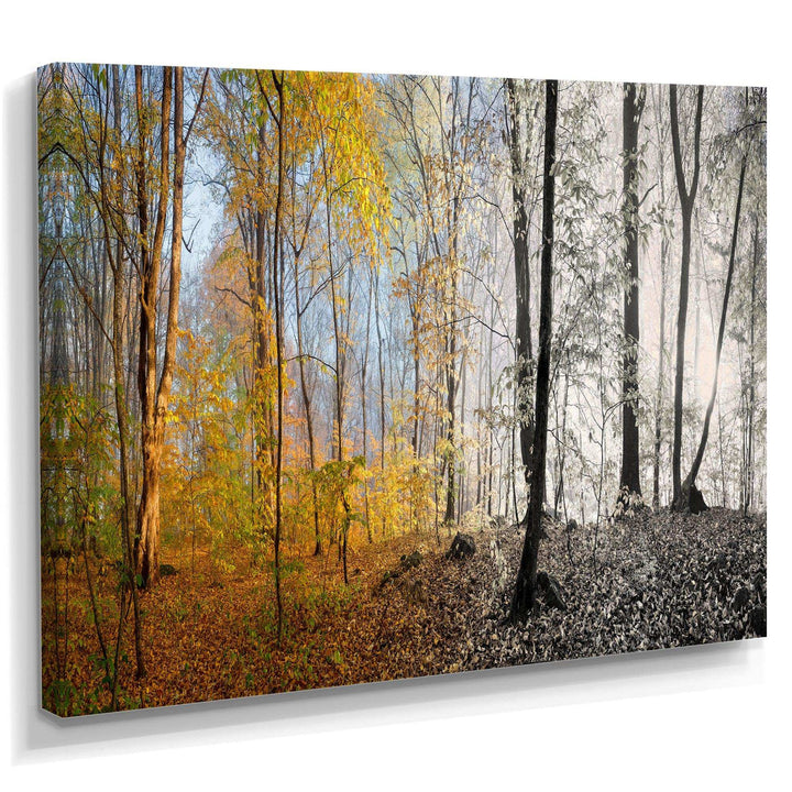 Yellow Morning in Forest Panorama