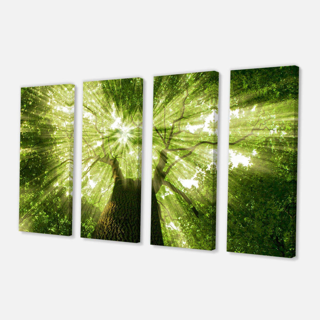 Sunlight Peeking through Green Tree Multi-Panels