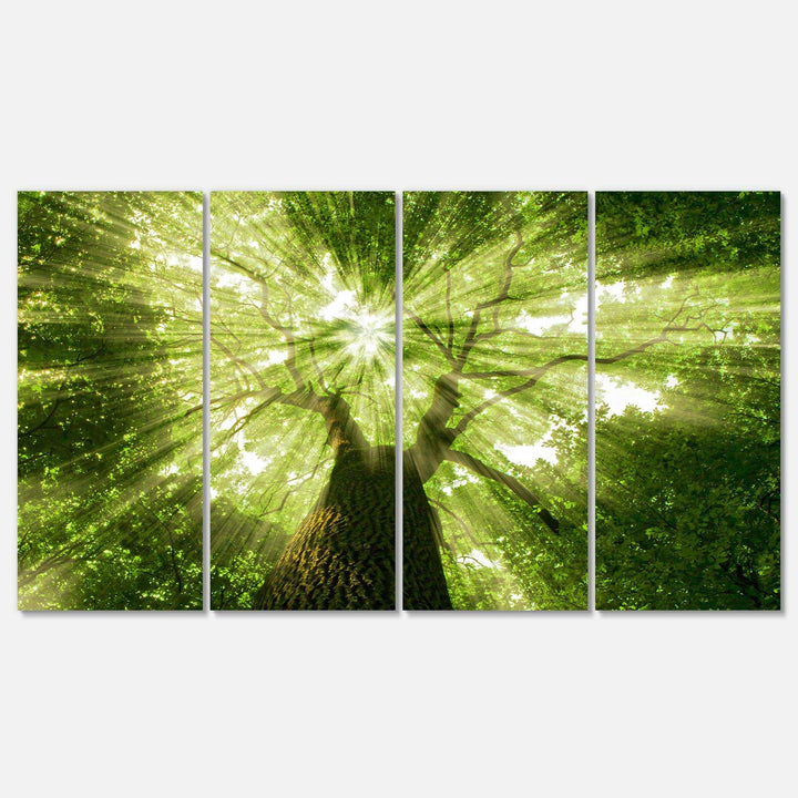 Sunlight Peeking through Green Tree Multi-Panels