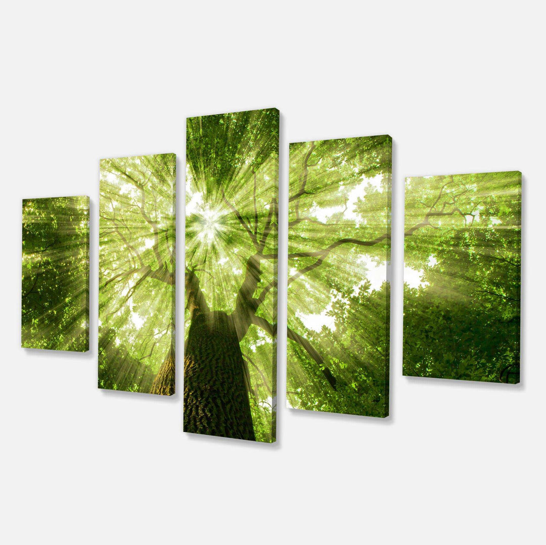 Sunlight Peeking through Green Tree Multi-Panels