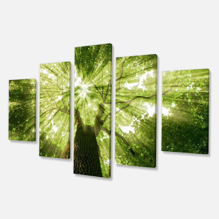 Sunlight Peeking through Green Tree Multi-Panels