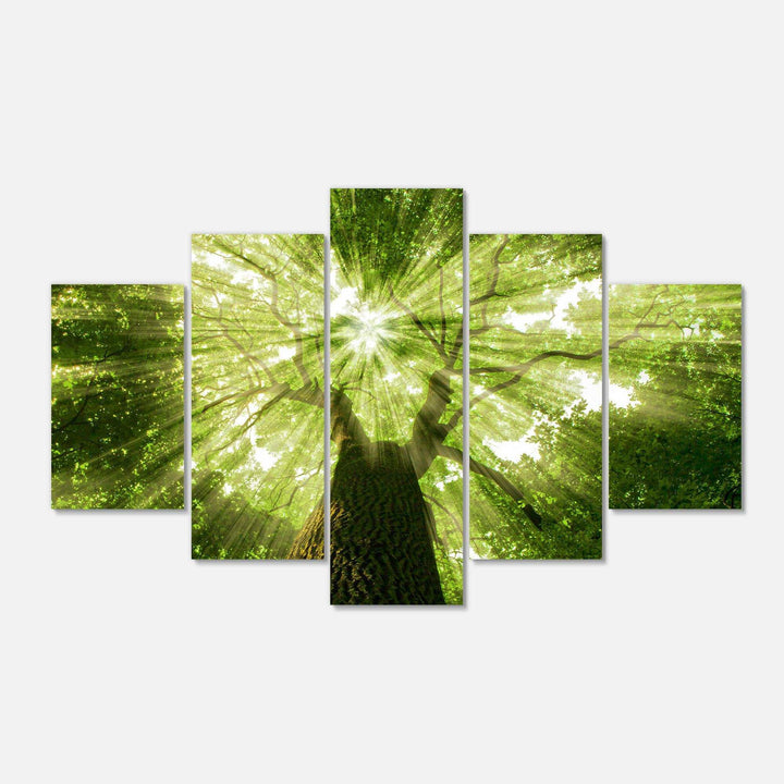 Sunlight Peeking through Green Tree Multi-Panels