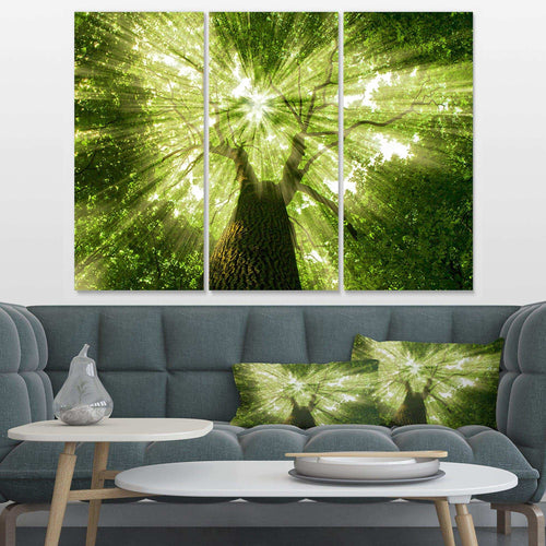 Sunlight Peeking through Green Tree Multi-Panels