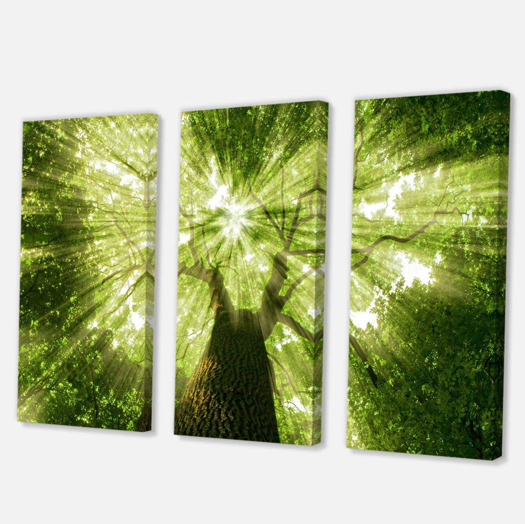 Sunlight Peeking through Green Tree Multi-Panels