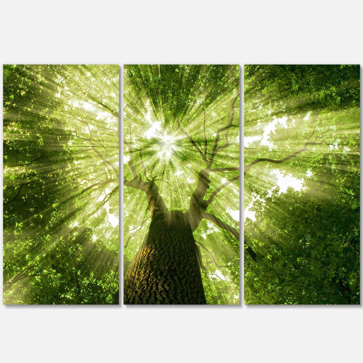 Sunlight Peeking through Green Tree Multi-Panels