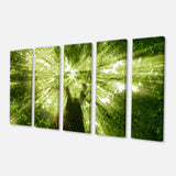 Sunlight Peeking through Green Tree Multi-Panels