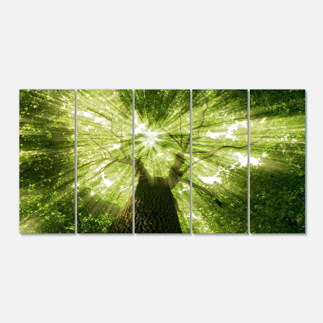Sunlight Peeking through Green Tree Multi-Panels