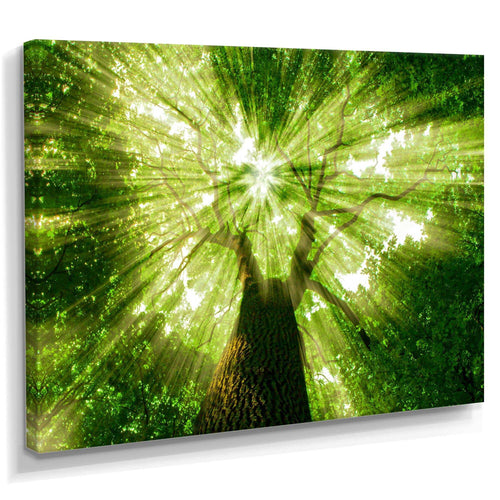 Sunlight Peeking through Green Tree