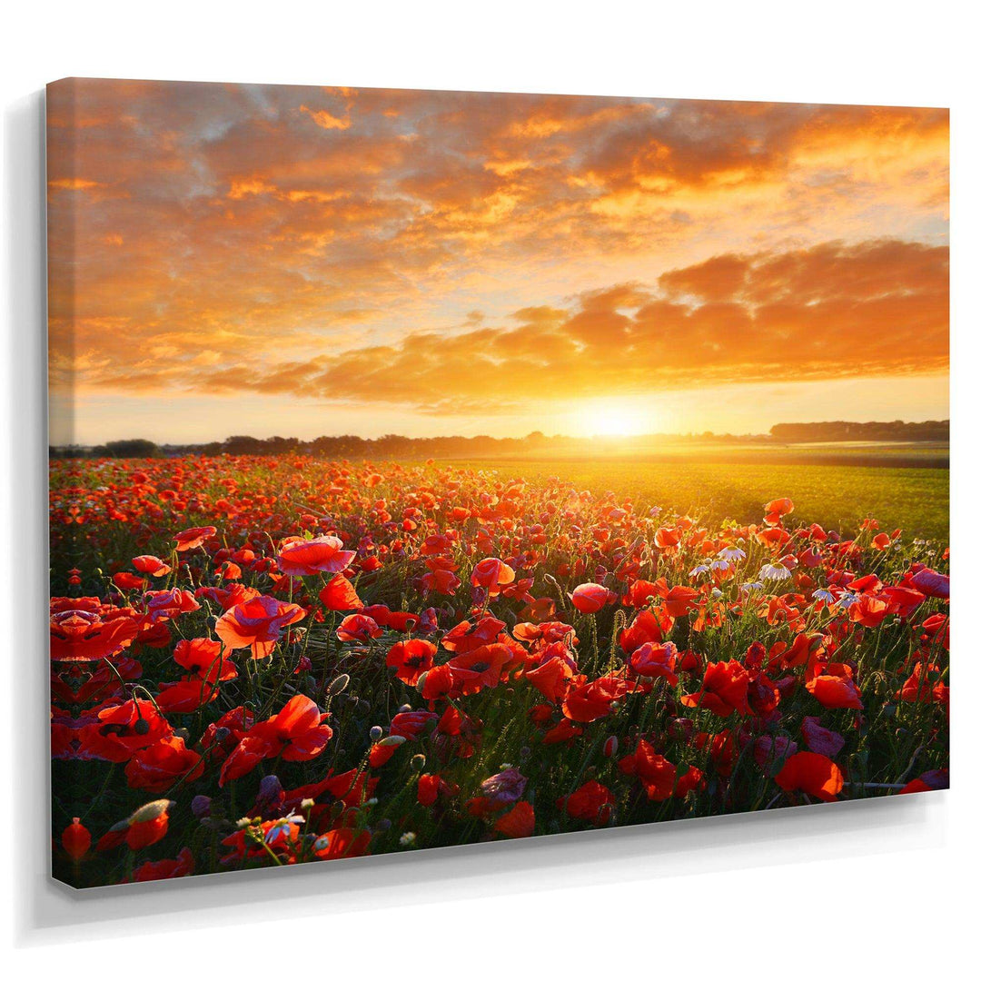 Beautiful Poppy Field at Sunset - Landscapes Wall Art Prints