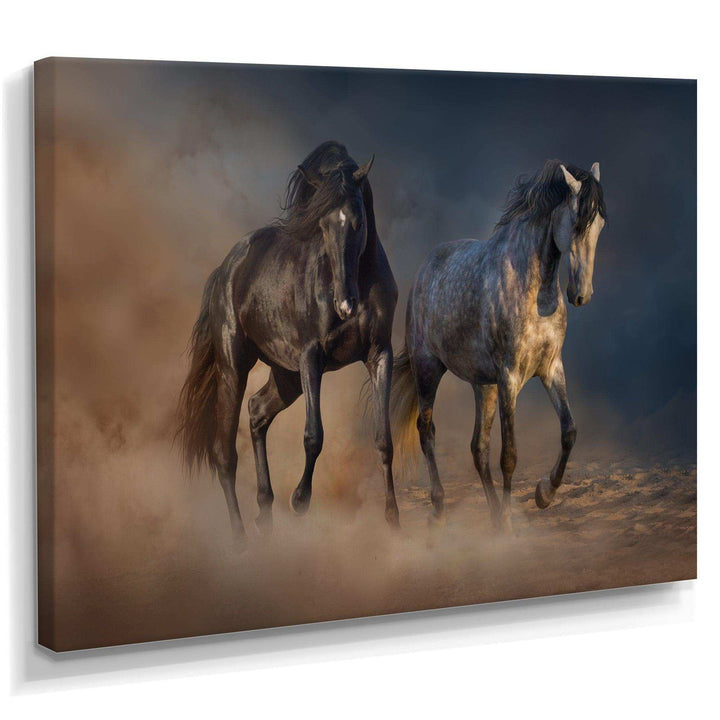 Black and white horse run