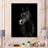 Black horse in darkness