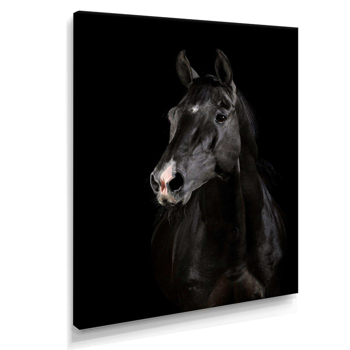 Black horse in darkness