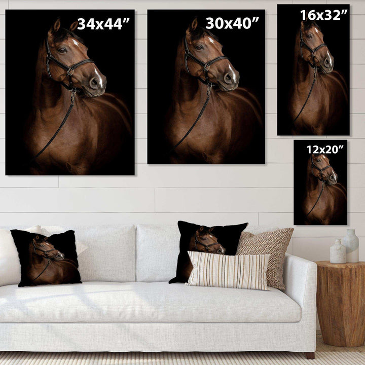 Horse Portrait