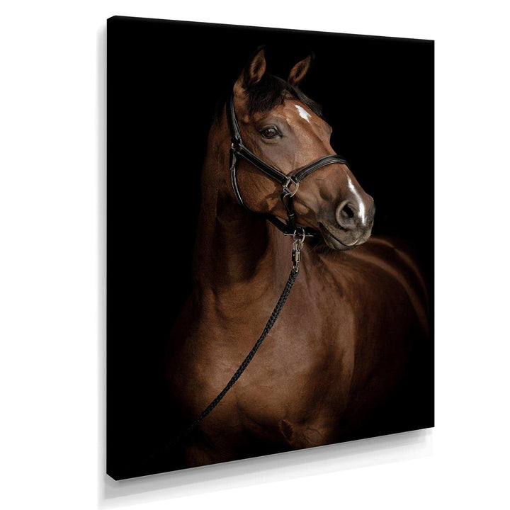 Horse Portrait