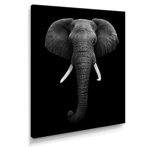 African Elephant
