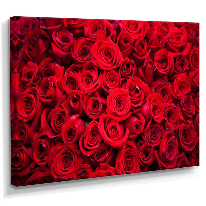Winter Red Rose