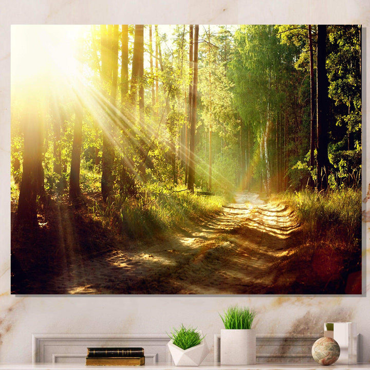 Sun Rays In Misty Old Forest