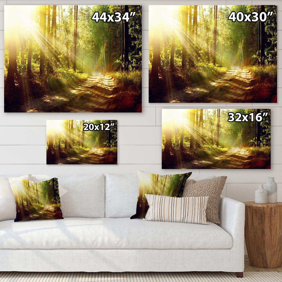 Sun Rays In Misty Old Forest