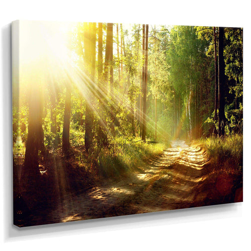 Sun Rays In Misty Old Forest