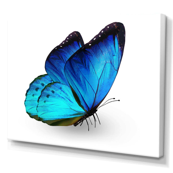 Vibrant Blue Butterfly